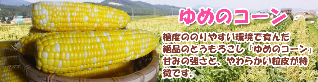 とうきび【ゆめのコーン】（北海道富良野市産） トウモロコシの通販サイト「とうもろこし農園の集い」