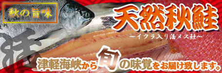 青森県津軽海峡産「天然秋鮭」旬の味をお届け致します！