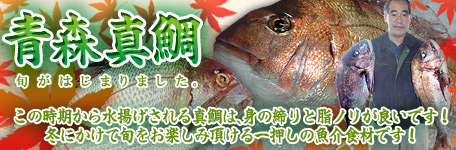 青森県産秋の「天然真鯛」身の締りと脂ノリが良い！